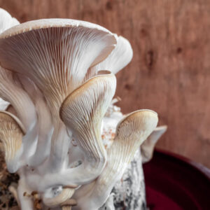 King Oyster Mushrooms