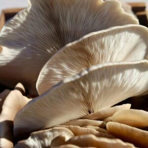 Oyster Mushrooms