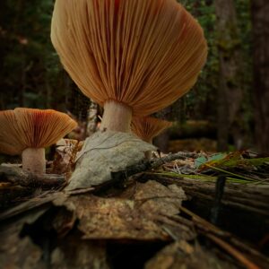 Lion’s Mane Mushrooms