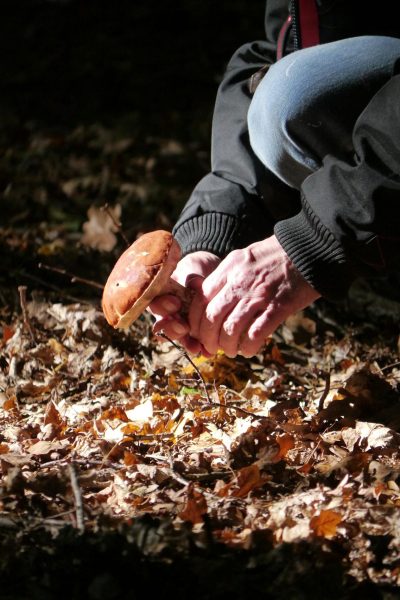 pexels-drbdrb-30517895