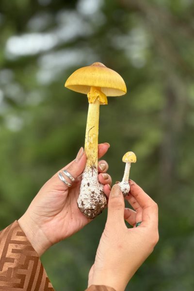 pexels-karma-wangchuk-96726587-18218575