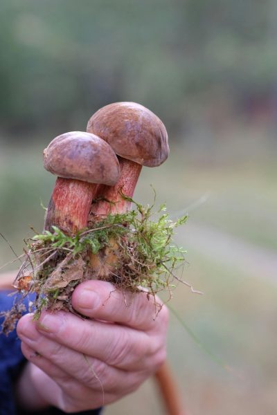 pexels-szafran-29255279