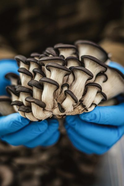 pexels-timmossholder-36045834